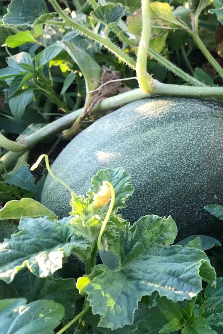Melons in garden bed