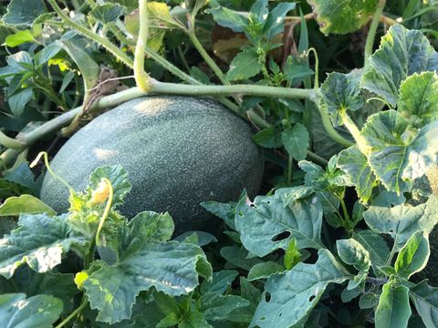 Melons in garden bed